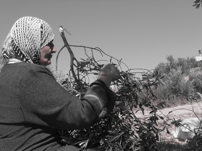 The Olive Harvest in Palestine